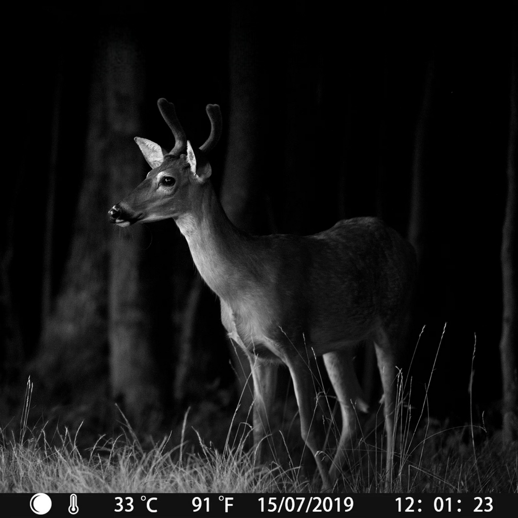 Caméra de chasse Wi-Fi OC-C28 – 24MP · Audio clair · Vision nocturne faible lueur