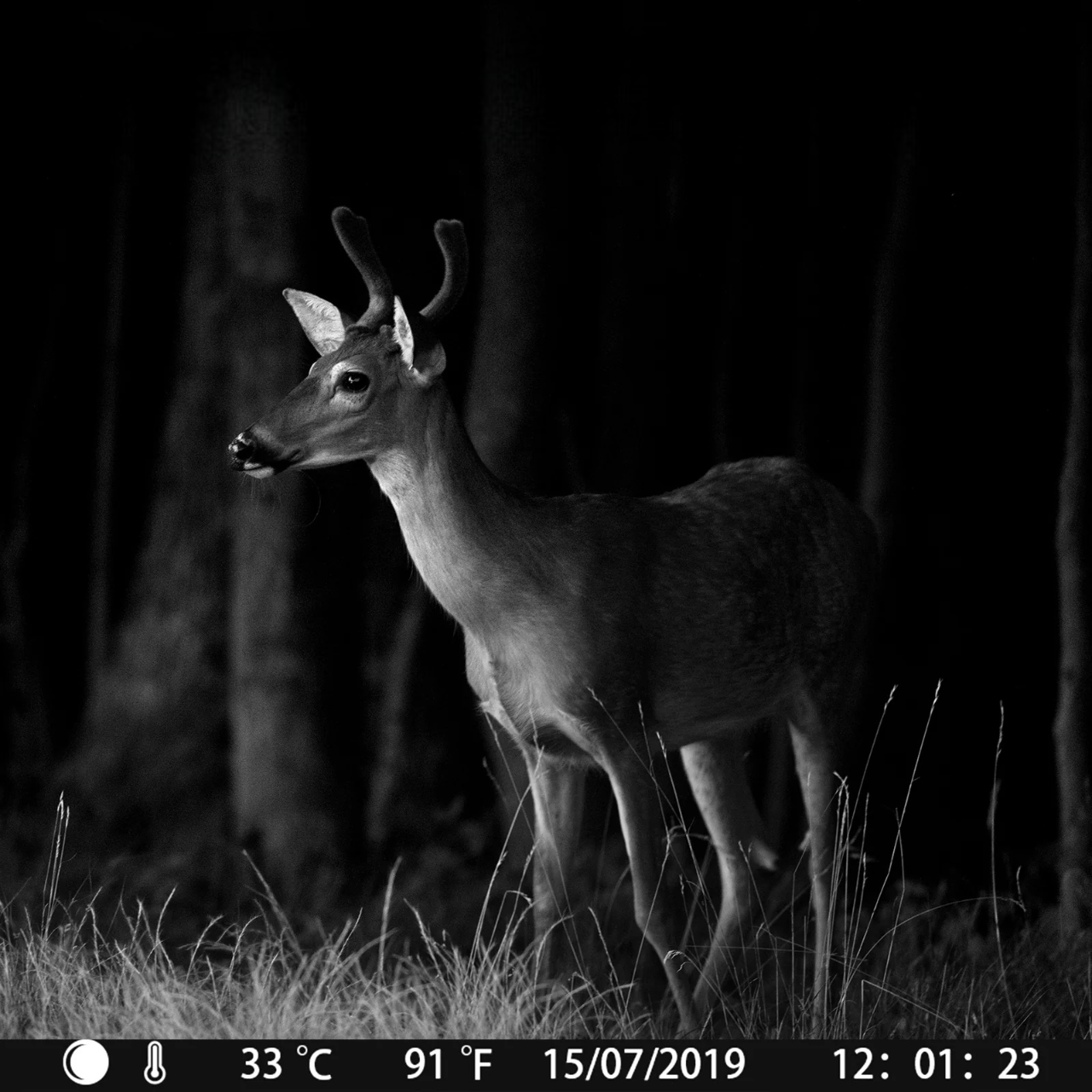 Caméra de chasse Wi-Fi OC-C28 – 24MP · Audio clair · Vision nocturne faible lueur